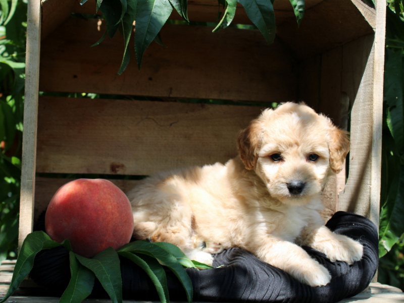 puppy, for, sale, Mini Goldendoodle F1, Matthew B. Stoltzfus, dog, breeder, Gap, PA, dog-breeder, puppy-for-sale, forsale, nearby, find, puppyfind, locator, puppylocator, aca